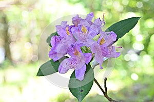 Rhododendron flowers. Ericaceae evergreen shrub. photo