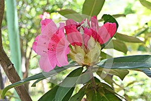 Rhododendron flowers. Ericaceae evergreen shrub. photo