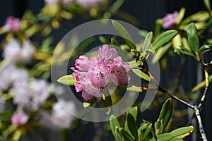 Rhododendron flowers. Ericaceae evergreen shrub. photo