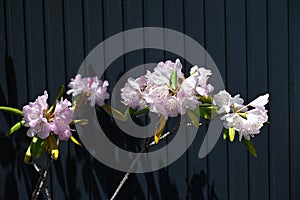 Rhododendron flowers. Ericaceae evergreen shrub. photo