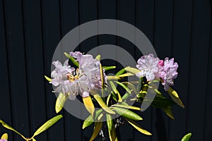 Rhododendron flowers. Ericaceae evergreen shrub. photo