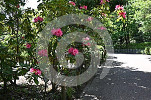 Rhododendron flowers. Ericaceae evergreen shrub. photo