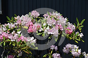 Rhododendron flowers. Ericaceae evergreen shrub. photo