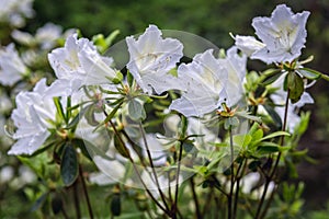 Rhododendron flowers in garden