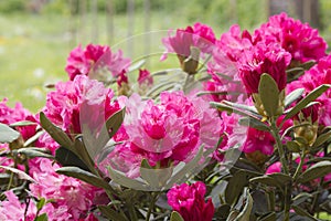 Rhododendron photo