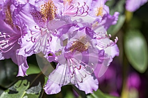 Rhododendron flowers from the garden photo