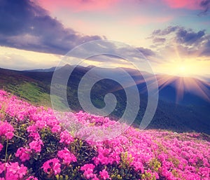 Rhododendron flowers in the mountains