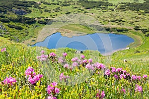 Rhododendron flowers near mountain lake