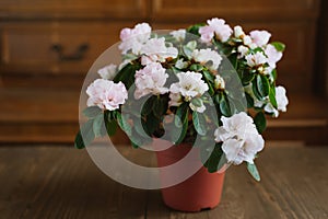 Rhododendron flowers in a pot