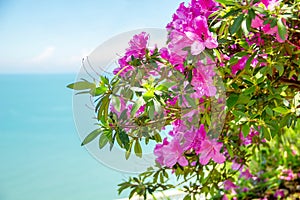 Rhododendron flowers on the sea