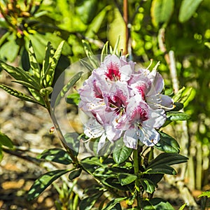 rhododendron flowers in spring