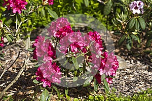 rhododendron flowers in spring