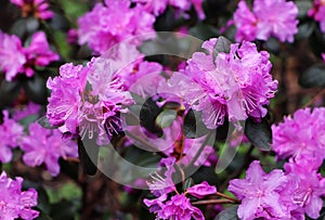 Rhododendron flowers. Spring in the Pharmaceutical Garden.â„–2