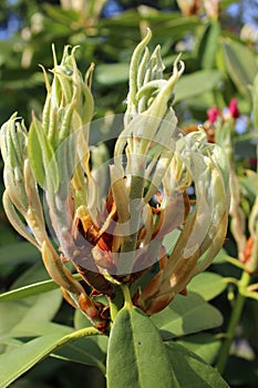 Rhododendron flushes growing in late spring