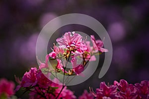 Rhododendron in full bloom. Botanical garden in Prague.