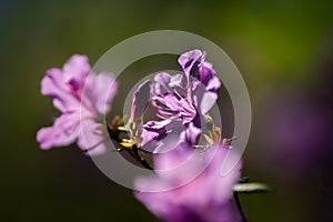 Rhododendron in full bloom. Botanical garden in Prague.