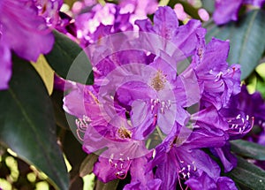 Rhododendron in full purple bloom Jenningsville Pennsylvania