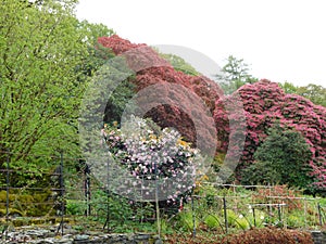 Rhododendron gardens designed by John Ruskin at the Brantwood Museum in the Lake District