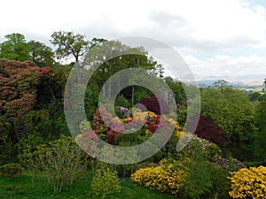 The rhododendron gardens of the Muncaster Castle