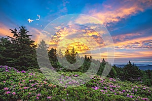 Rhododendron gardens, Roan Mountain, Tennessee photo