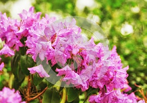 Rhododendron is a genus of 1,024 species of woody plants in the heath family, either evergreen or deciduous, and found