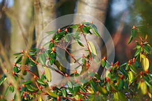 Rhododendron is a genus of 1,024 species of woody plants in the heath family, either evergreen or deciduous, and found