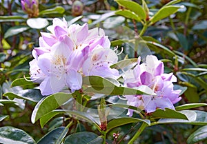 Rhododendron is a genus of 1,024 species of woody plants in the heath family, either evergreen or deciduous, and found
