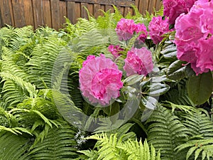 Rhododendron Germania