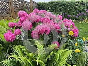 Rhododendron Germania