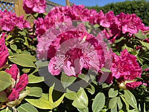 Rhododendron Germania photo