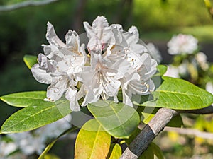 Rhododendron Gomer Waterer - white image