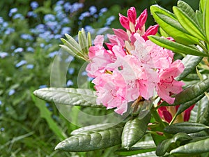 Rhododendron Haaga buds.