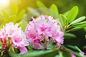 Rhododendron Haaga/ fabulous pink flower in the morning sunlight. blurred soft floral backdrop for text and design