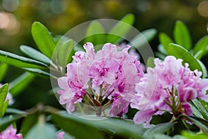 Rhododendron Haaga.  hybrid, decorative look with delicate petals of a pink flower