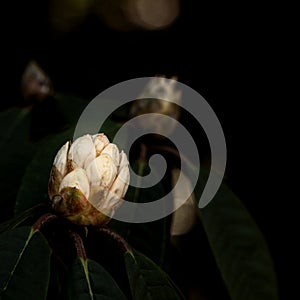 Rhododendron, Halfdan Lem, white