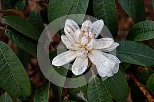 Rhododendron, Halfdan Lem, white