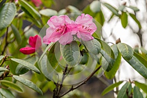 Rhododendron Hirtipes plant in Zurich in Switzerland