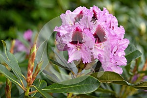 Rhododendron Hybrid Kabarett, Rhododendron hybrid