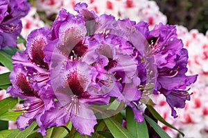 Rhododendron Hybrid Orakel, Rhododendron hybride