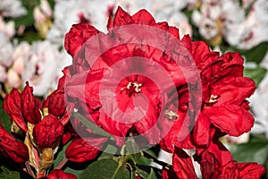 Rhododendron Hybrid Rabatz