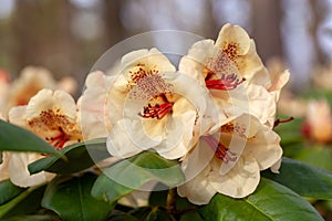 The Rhododendron hybrid Viscy