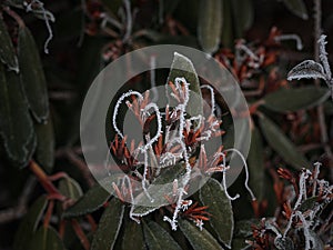 Rhododendron hyperythrum Hayata with frozen flowers