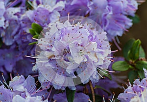 Rhododendron impeditum Azurika,