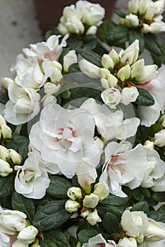 Rhododendron indicum Azalea indica, pink azalea in bloom, organic garden Guatemala. photo