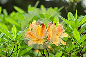 Rhododendron japonicum hortunalus whitte