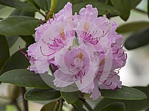 Rhododendron of the Karlis species.