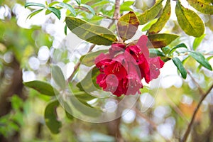 Rhododendron at Kew Mae Pan Nature trail,Doi Inthanon,Chaingmai, Thailand photo