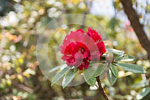 Rhododendron at Kew Mae Pan Nature trail,Doi Inthanon,Chaingmai, Thailand photo