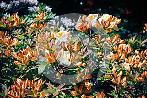 Rhododendron knap hill hybrids bush with orange buds and white large flowers with yellow spots on the petals.