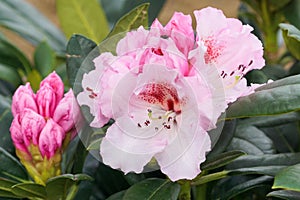 Rhododendron Kromlauer Parkperle